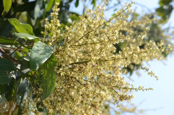 四月是龍眼花盛開的季節，空氣中洋溢著甜美的龍眼花香。您聞到了嗎？