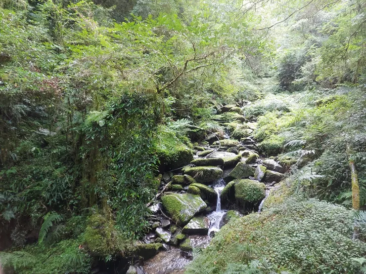 神木步道裡的某個角落，非常有仙意