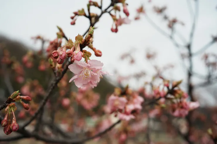 大部分都還是花苞