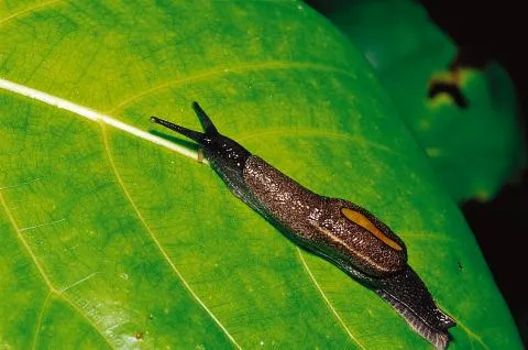 馬丁氏鼈甲蛞蝓