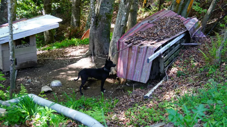 假日被禁足的台灣黑犬(怕驚擾到遊客司馬庫斯的狗ㄦ假日皆禁足留守)