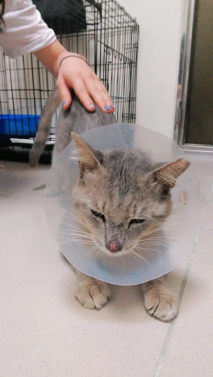 神奇的貓咪，衍生出一連串神奇的故事