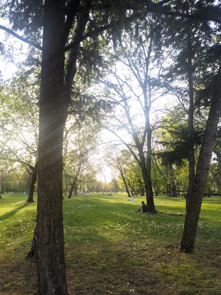 在樹下看書的人類