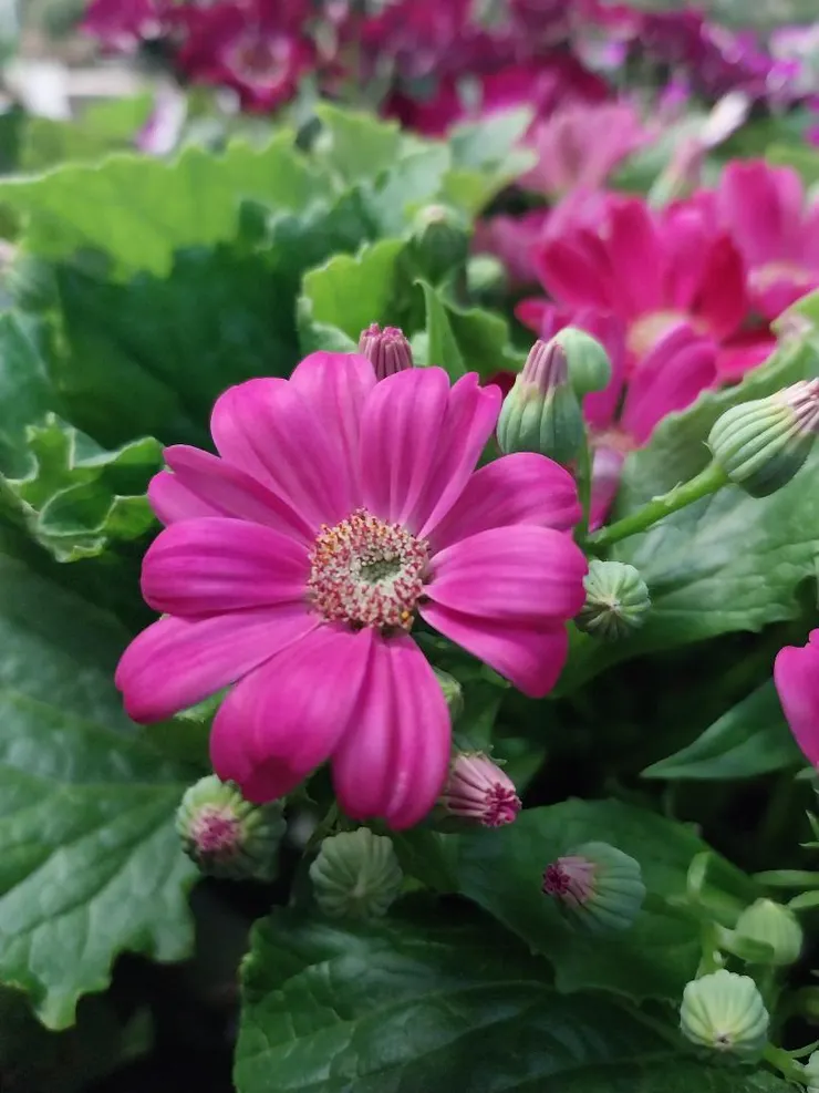 瓜葉菊Pericallis hybrida