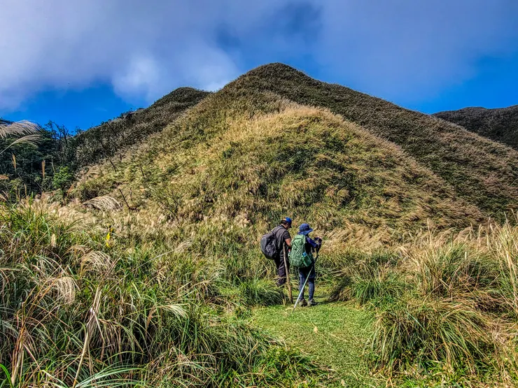 11月正值芒花開盛開
