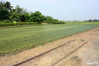遠處嘉義線已被改為自行車道，繼續往新港方向前進