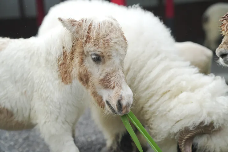 溫和呆萌的迷你馬。(攝影/曾耀玄)