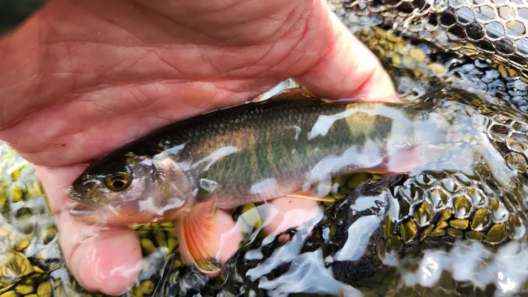粗首馬口鱲，帶有婚姻色的公魚又稱為紅貓，常見叫法為溪哥仔(幼魚及雌魚)。雄魚背鰭及臀鰭鰭條具黑色條紋，頭部下部呈橘紅色，胸鰭及腹鰭呈橘紅色到淺黃色；雌魚皆偏灰白色。繁殖期時，雄魚有追星出現。