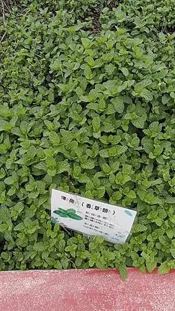 [桃園旅遊]新屋區環境教育園區、鮮活綠意向旅人招手，快來安排