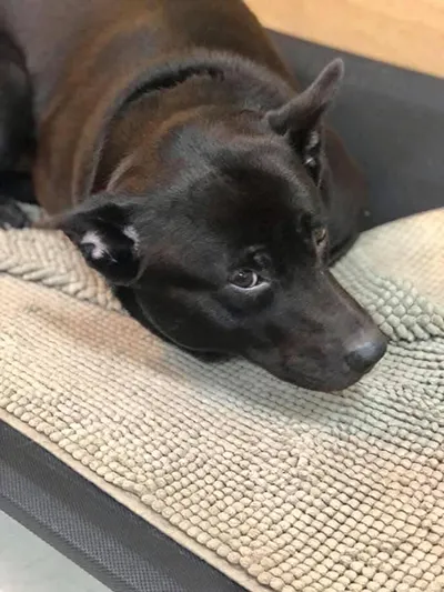 可樂黑狗與他的床