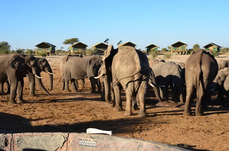 三步併兩步走到大象水坑