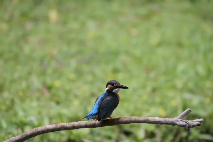 平常是這麼有氣質的,剛剛只是即興演出。