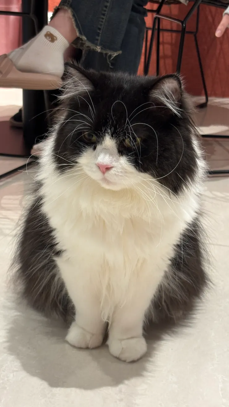 喵喵有約｜店貓