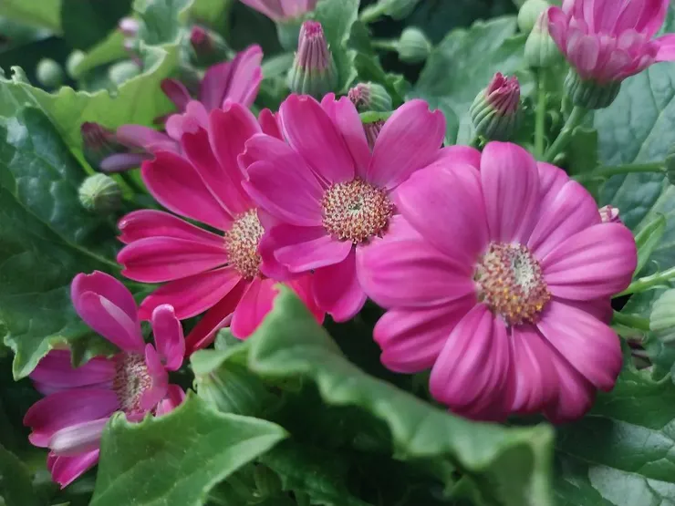 瓜葉菊Pericallis hybrida