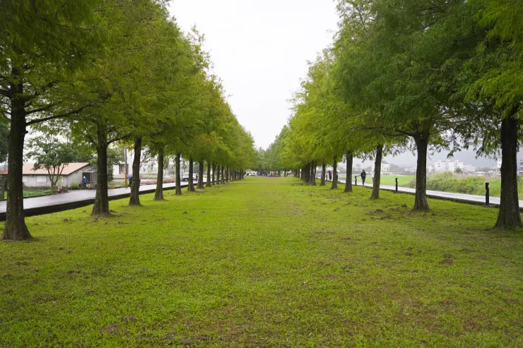 旅人可在落羽松秘境裡吸收平日在都市少有的芬多精。