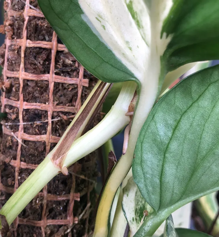 氣根深入土壤或水中可以有效轉成吸水根