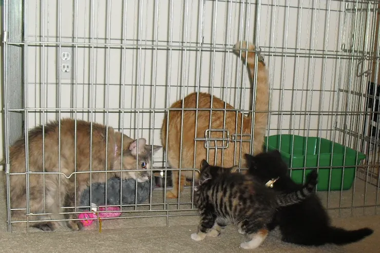 新舊貓要先隔離開來，再慢慢讓其接觸，習慣對方的味道。