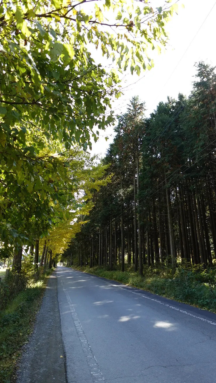 回程的林蔭大道，再晚個一、二周來會變成金黃色的喔！