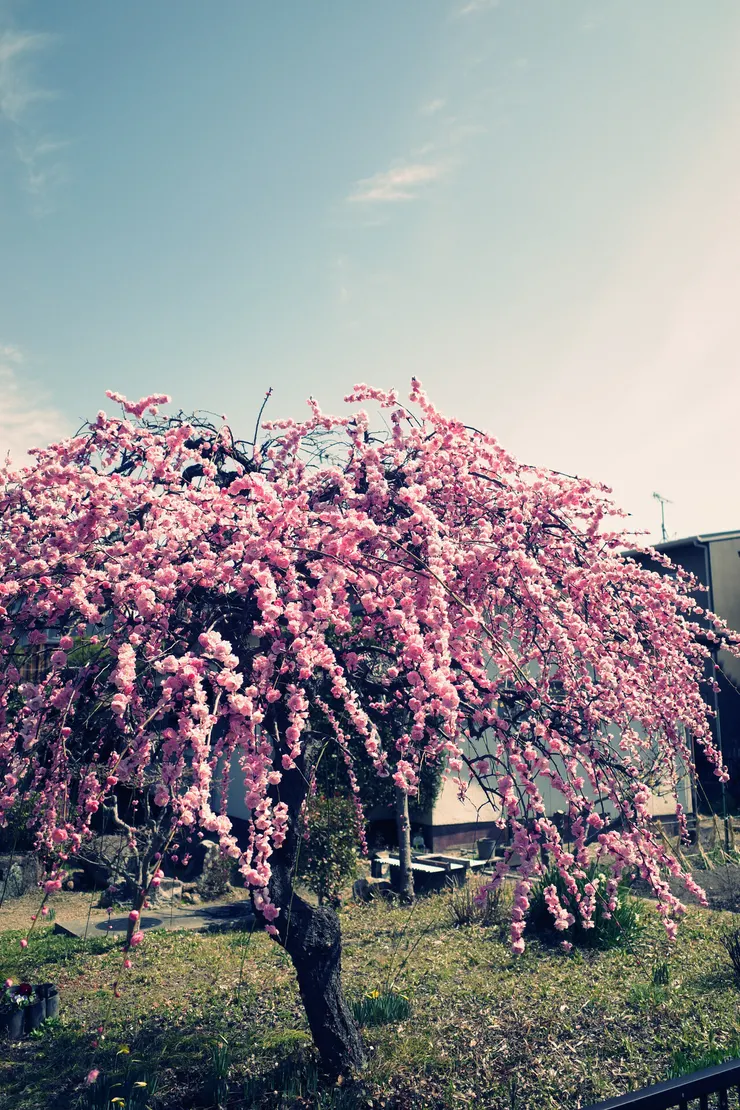 路上看到盛開的梅花樹,幸運!