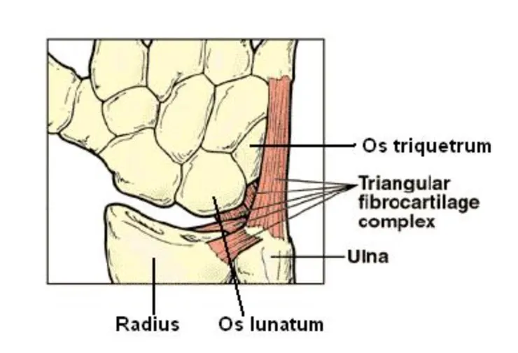 三角軟骨的位置