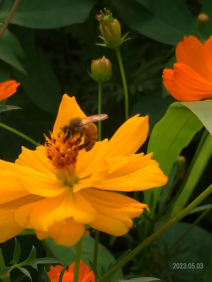 百日，菊蜂（瘋）吻，自拍攝