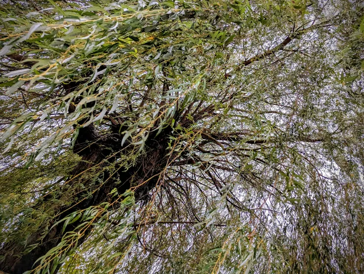 2025/11/22 小雪：冷冷的雨，住家巷口一戶人家後院，有參天柳樹一棵，每次外出散步必經過。節氣之始，以汝為證。