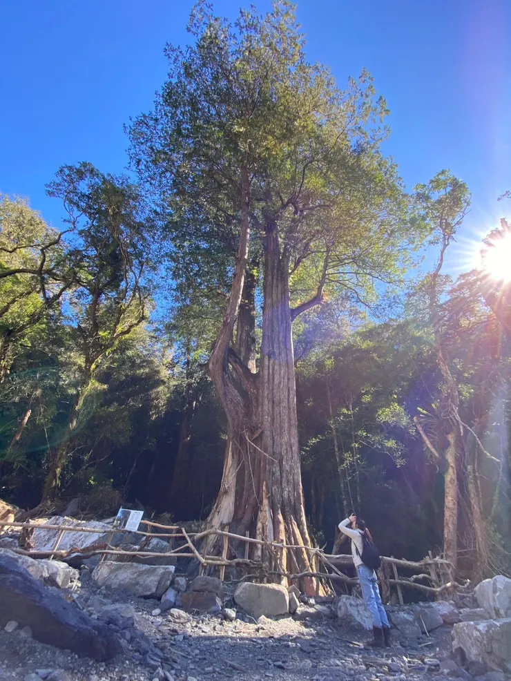 千年的深邃綠意己經不復見了，族人還在努力修復記憶中的家園