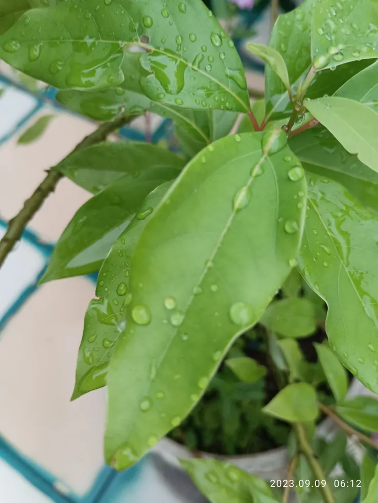 晶凝白露，微冷！自家陽台樟樹拍攝