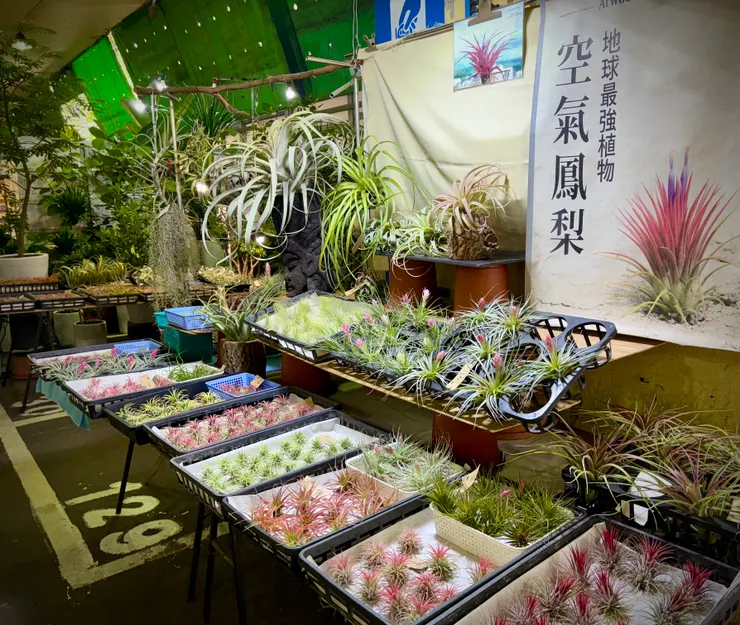 生命力旺盛的空氣鳳梨。空氣鳳梨（Air Plant）的名稱來源即是因為它們不需要土壤即可生長。 它們的根部主要用於固定植株，而真正的水分和養分是通過葉片上銀灰色的鱗片狀組織來吸收的。 因此，空氣鳳梨能附著在樹木、岩石等地方，或被吊掛起來，藉由吸收空氣中的濕氣和雨水來維持生命。