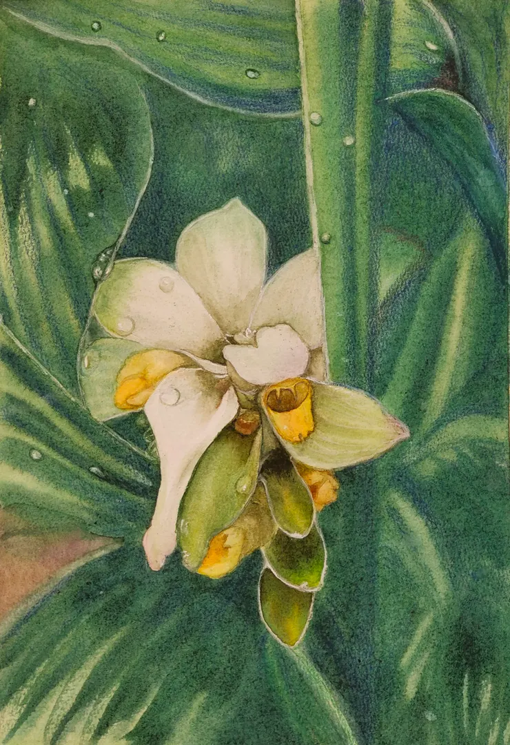 薑黃花，水彩，8開。