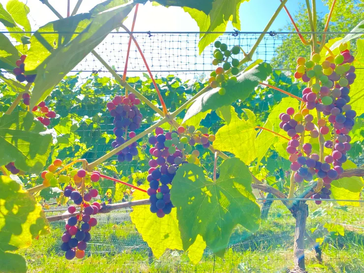 還在成熟中，藍綠相間的葡萄。