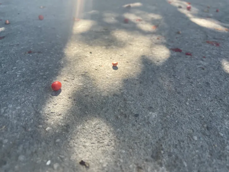 院子裡的七里香果實。