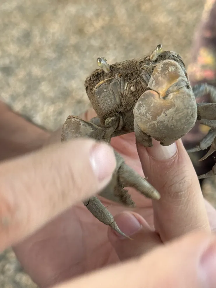 2026/01/04 濕地的螃蟹