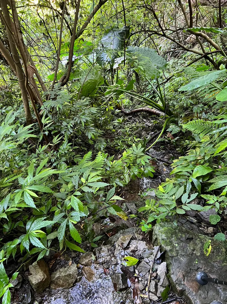 類似這種濕漉漉的小徑
