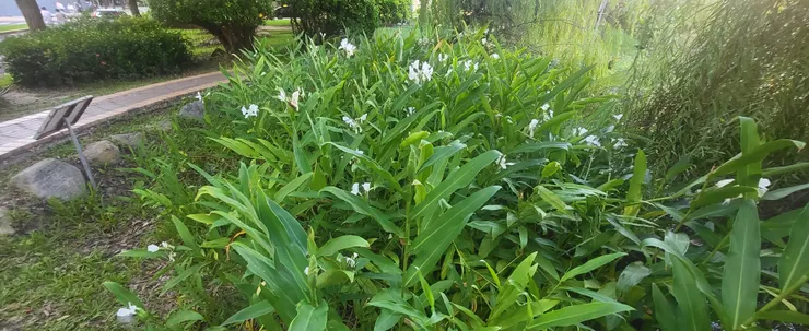 中興湖.野薑花(李建崑攝影)