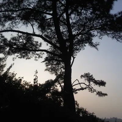 avatar-avatar