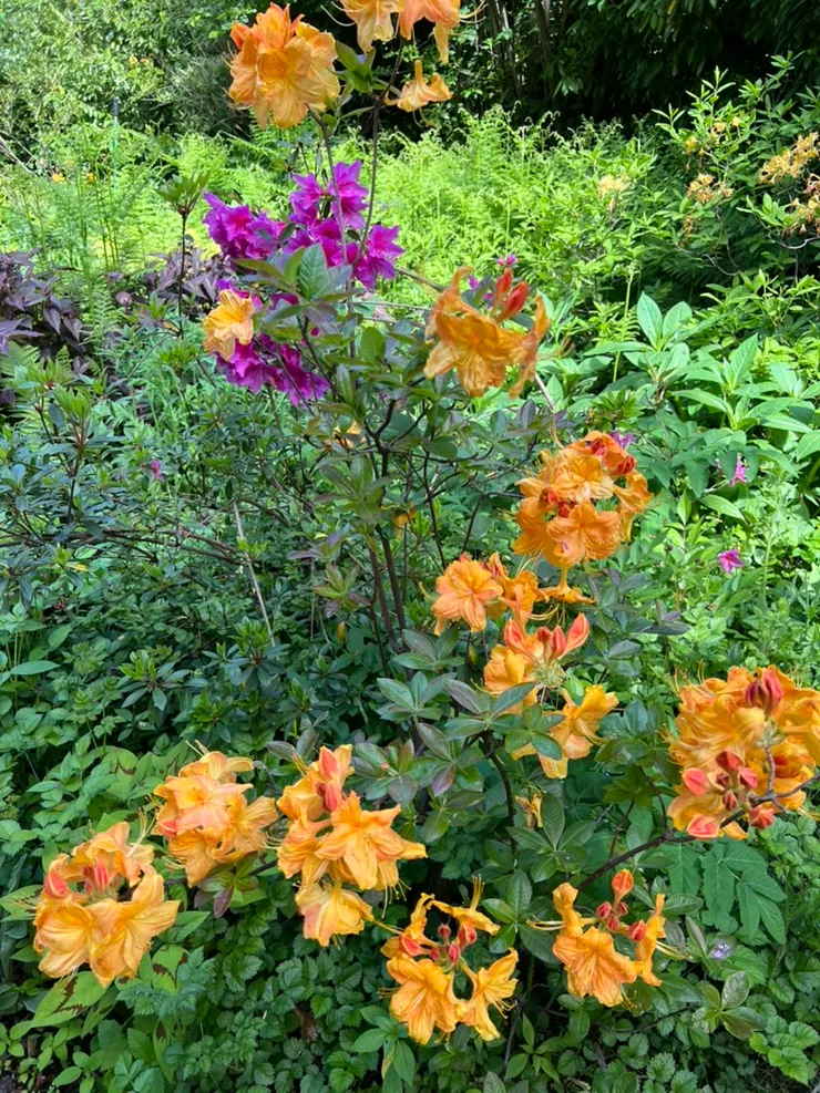 杜鵑花（Rhododendron）