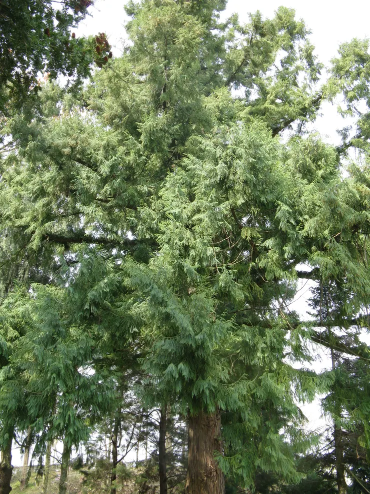 台灣杉圖片。由 I, KENPEI, CC BY-SA 3.0, https://commons.wikimedia.org/w/index.php?curid=3858692