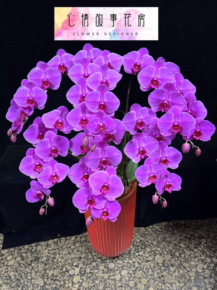 台南少數使用「出口等級蘭花」的花店｜重要場合送禮，一定要知道心情故事花房