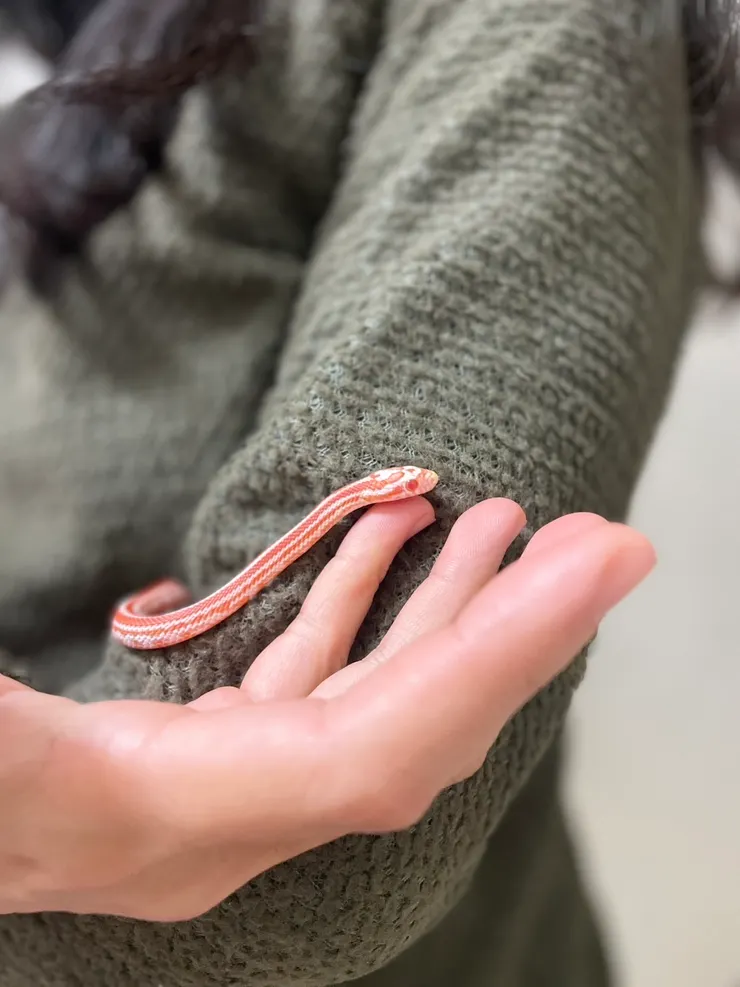 這隻兩個月大的玉米蛇名叫鬆餅。