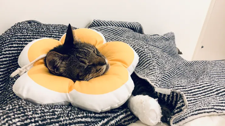 手指甲溝炎手術後的16歲貓爺爺ＱＱ