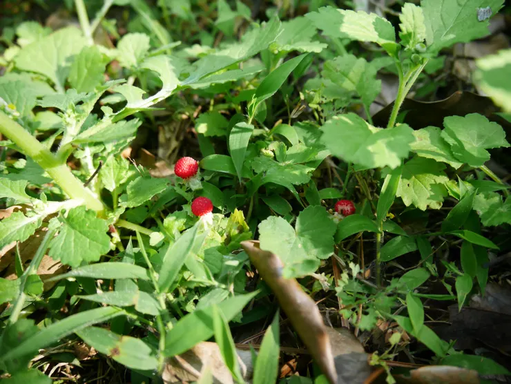 散步看到一片的蛇莓，好可愛