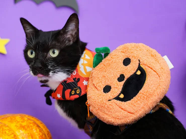 倍力推出的萬聖節限定「萌寵南瓜包」，兼顧可愛與實用性，是秋天最吸睛的寵物扮裝單品。（資料來源：倍力寵物健康食品）