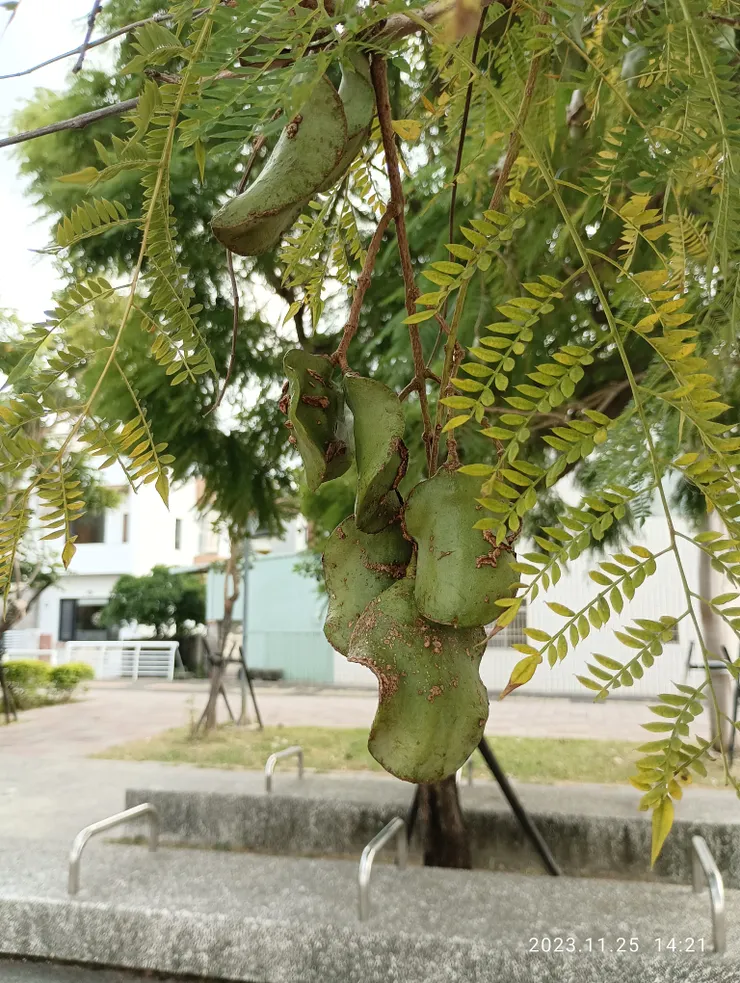 藍花楹必需採青後雕刻完成風乾，風乾後雕刻亦碎，照片均自拍