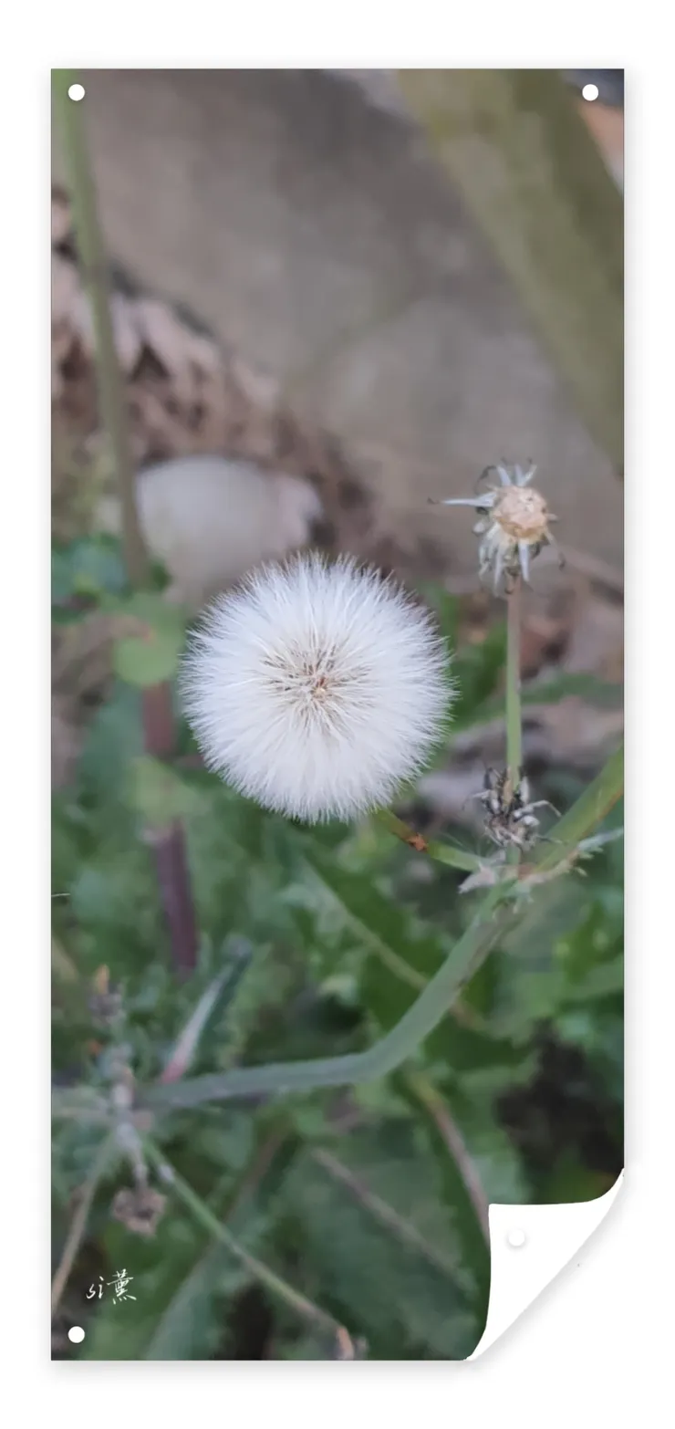 蒲公英隨風吹，真的很美啊！
