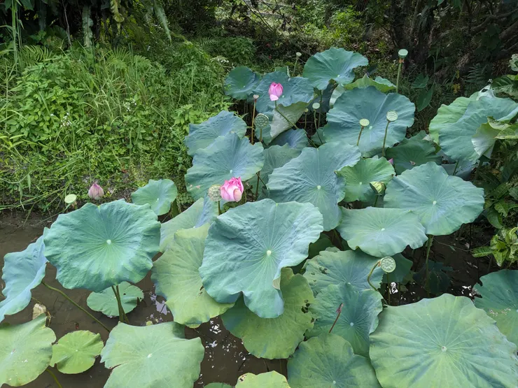 蓮花池