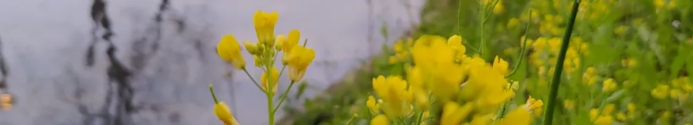 雲煙過眼的沙龍