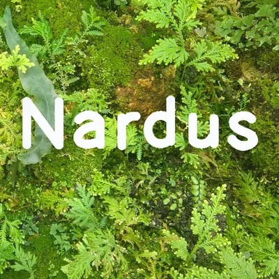 納德絲 (Nardus)閱讀俱樂部