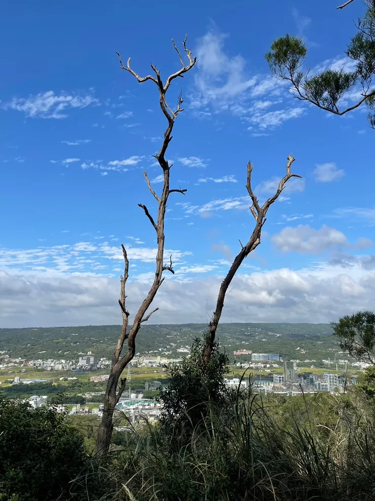 很有意境的2棵枯木