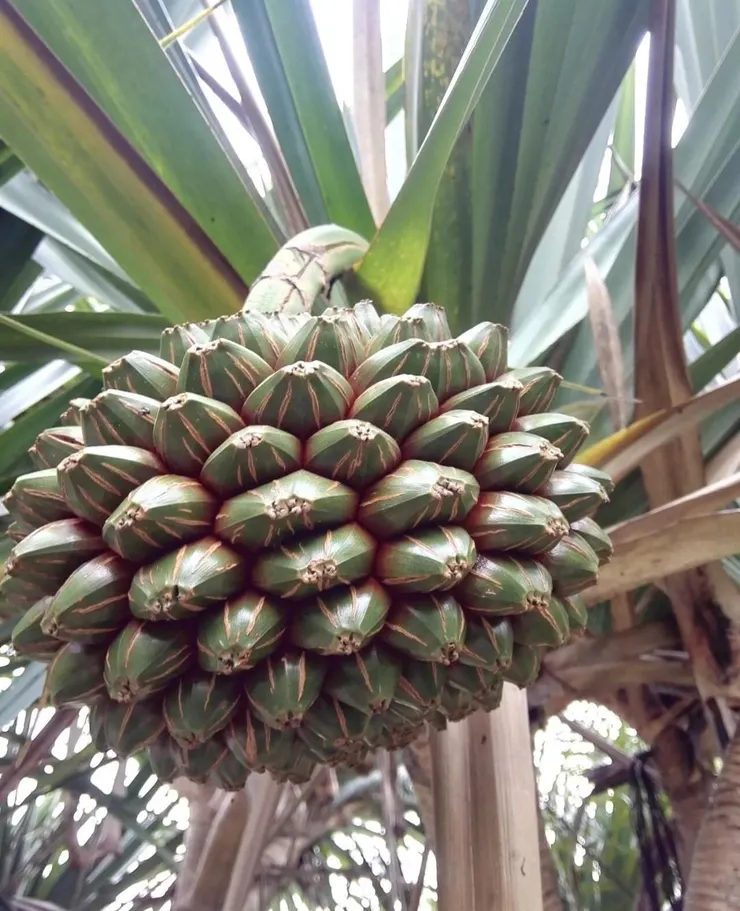 扇葉露兜樹果實